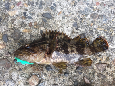 釣り納めで、メバル釣れた