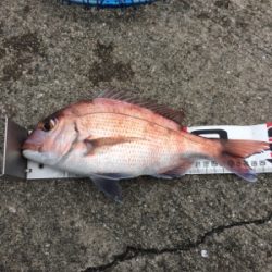 お正月用真鯛チャレンジ