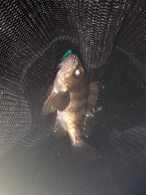 メバリング好調！