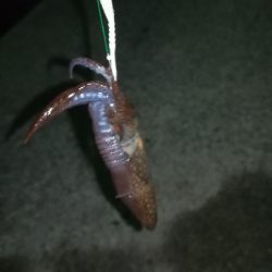 ナイトアジング