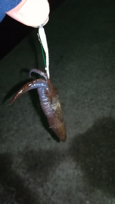 ナイトアジング