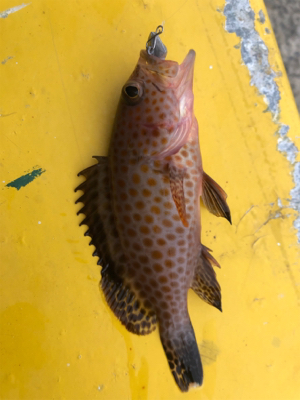 アジング、ガシリング