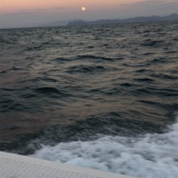 本年度ラストイカメタル