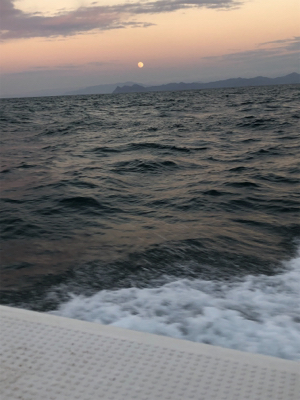 本年度ラストイカメタル