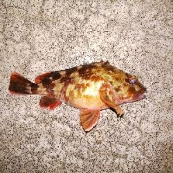 ガシラばっかり