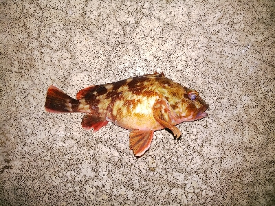 ガシラばっかり