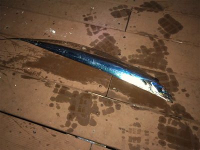 太刀魚シーズン終了