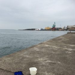 魚釣れないからタコ釣り