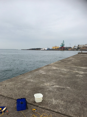 魚釣れないからタコ釣り