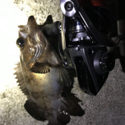 やっと釣りに行けました！