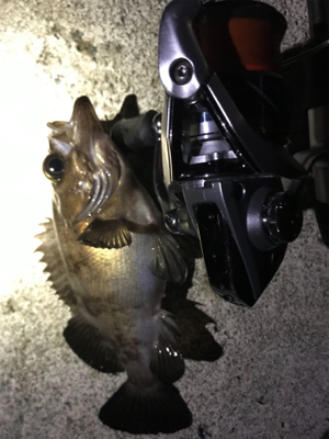 やっと釣りに行けました！