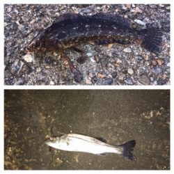 癒しのライトゲーム七目達成