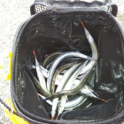 サヨリはいつまで?