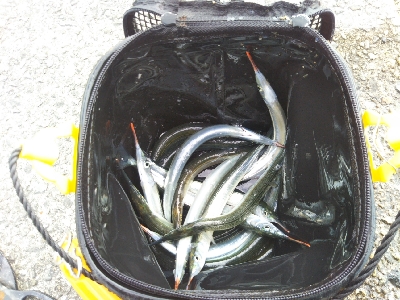 サヨリはいつまで?