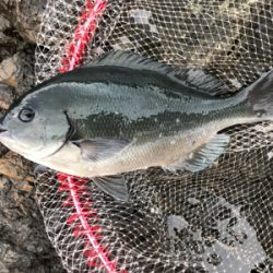 尾鷲の磯釣り