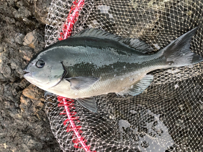 尾鷲の磯釣り