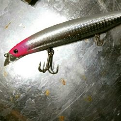 青物狙いの朝マズメ❗まさかのミノーにアオリイカ