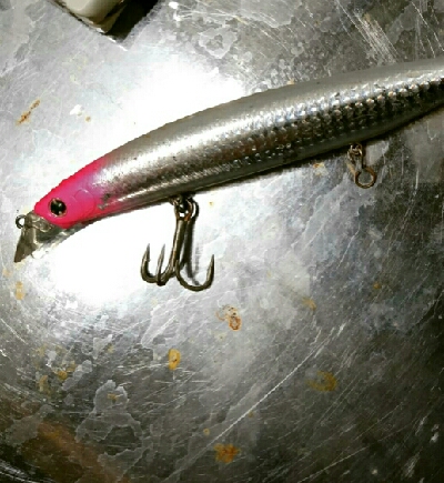 青物狙いの朝マズメ❗まさかのミノーにアオリイカ