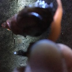 クリスマスの相手は魚のみ…