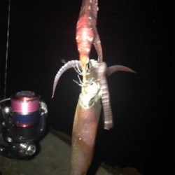 やや寒い中でのヒイカ釣り(^^)
