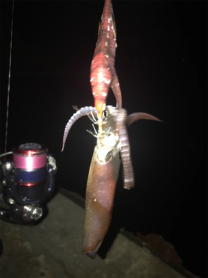 やや寒い中でのヒイカ釣り(^^)