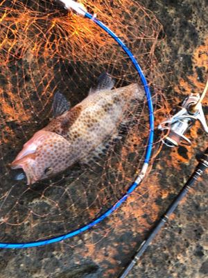 望月ハードロック