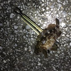 久しぶりの釣り