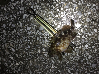 久しぶりの釣り