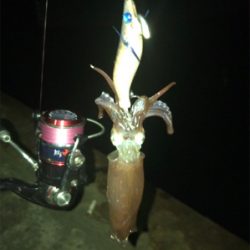 寂しい釣果(＞＜)