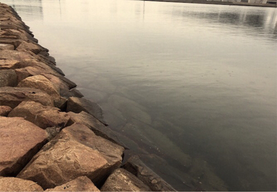 寒空の下、貴重な1匹！