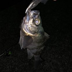 フカセでメバル爆釣！