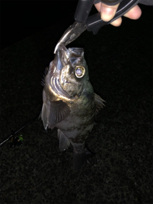 フカセでメバル爆釣！