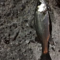 チーバスのみ好調。。。