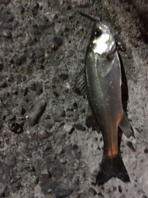 チーバスのみ好調。。。