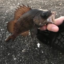 チビメバル入れ食い