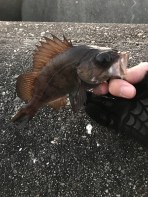チビメバル入れ食い