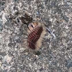 まさかの高級魚