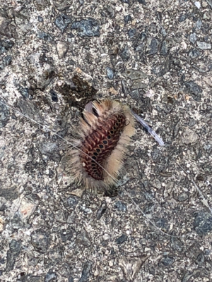 まさかの高級魚