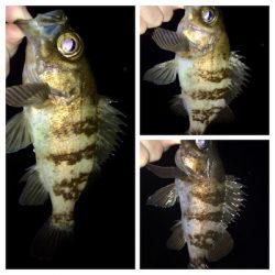 メバリンガー1900〜1939