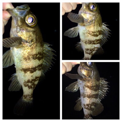 メバリンガー1900〜1939