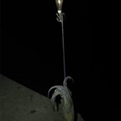 やっぱり厳しいヒイカ釣り(＞＜)