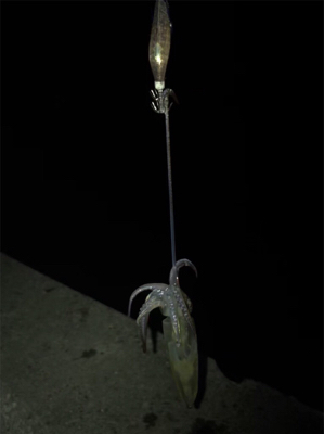 やっぱり厳しいヒイカ釣り(＞＜)