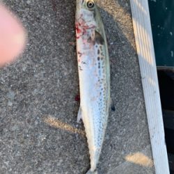 となりの◯◯ロ