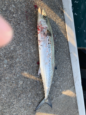 となりの◯◯ロ