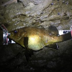 プラグで尺メバル