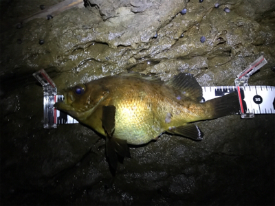 プラグで尺メバル