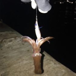 極寒+爆風の中でのヒイカ釣り