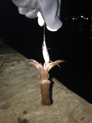 極寒+爆風の中でのヒイカ釣り