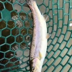 エリトラウト デビュー戦