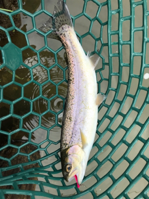 エリトラウト デビュー戦